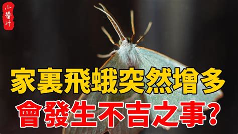 蛾飛來家裡|習俗百科／家中出現大量飛蛾是凶兆？暗示「兩事」將。